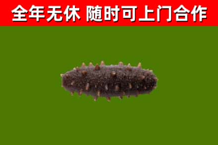 武汉回收海参干